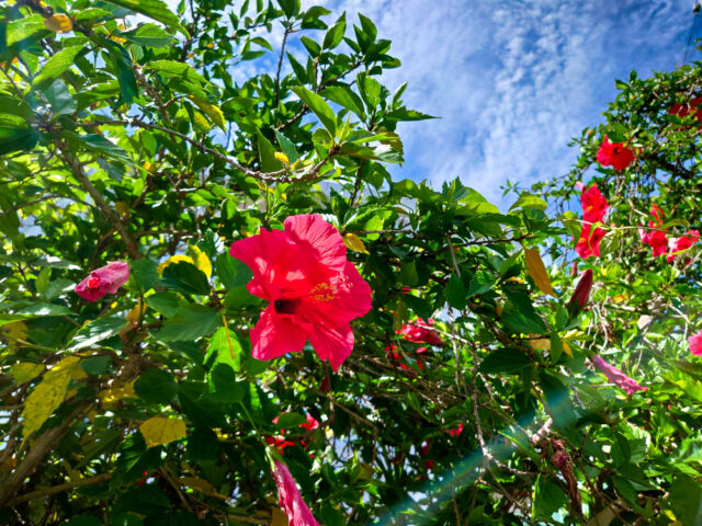 伊江村川平一戸建て